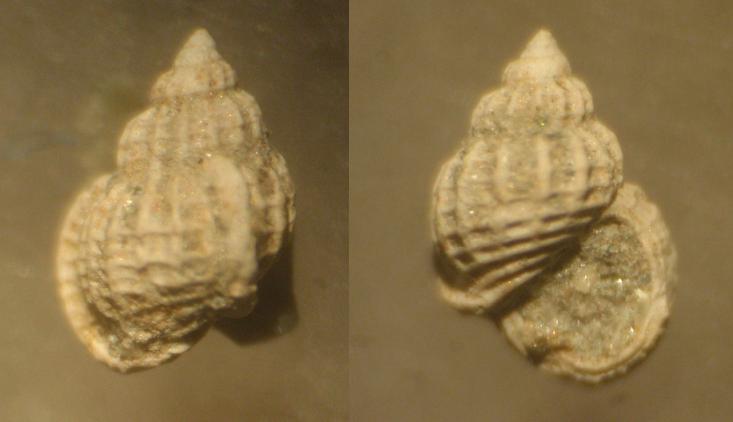 CONCHIGLIA PLIOCENE ASTI, 4